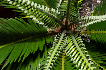 Young folded leaves of the Cycas revoluta cycad in the unfolding phase