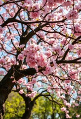 Fototapeta premium Ancient, flowering tree boughs laden with blossoms, sunlight dappled wood, flora, forest