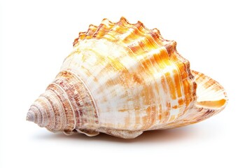 Ornate seashell, intricate spiral, delicate beauty