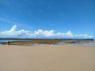 Coral in Taipu de Fora Beach in south of Bahia Coast, Brazil