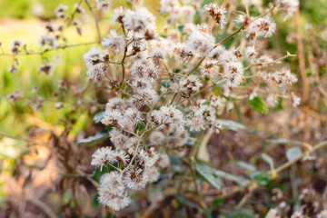 Small white flower of grass and nature background