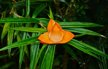Kletterschraubenpalme; Pandanaceae; Freycinetia cumingiana Gaudich. Philippinen