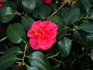 Japanische Kamelie; Camellia Japonica; Japanese camellia