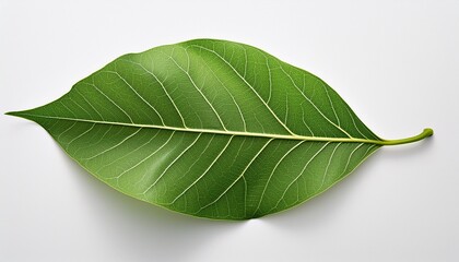 Obraz premium green leaf isolated on white