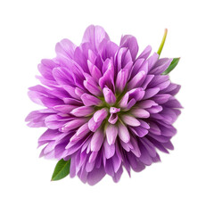 Vibrant Purple Flower with Green Leaves