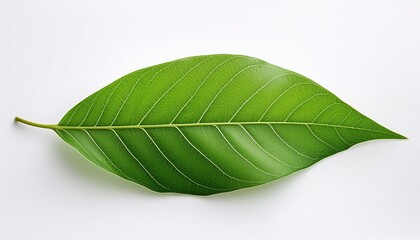 Fototapeta premium green leaf isolated on white