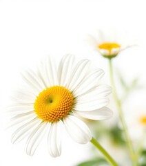 Naklejka premium Delicate chamomile flower, petals unfurled, vibrant yellow center, isolated on pure white, close-up, flower