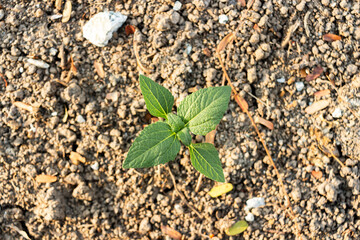 Top view of small green tree on the ground