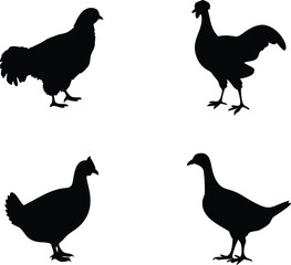 Fototapeta premium Chicken black silhouettes set isolated on white background. Vector illustration.