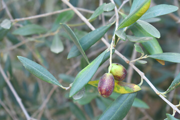 ripe black olives on tree closeup, Olive-tree branch with ripe black olives, olive tree plantation...