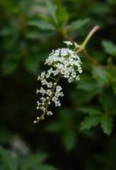 Delicate sprig, tiny white blossoms clustered on vibrant green foliage, bloom, pure, natural