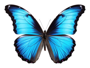 Obraz premium PNG Butterfly butterfly insect wings.