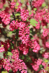 Closeup of Red Flowering Currant flowers, Derbyshire England
