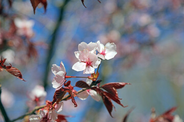 Macro image of a branch of Japanese Cherry blossom, Derbyshire England
