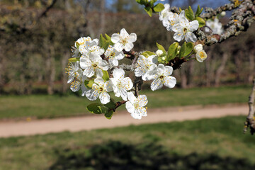 Macro image of Oullins Gage Plum blossom, Derbyshire England
