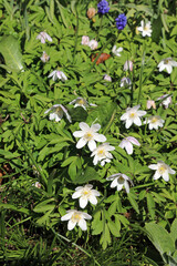 Patch of sunlit Wood Anemones, Derbyshire England
