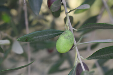 unripe green olives on tree closeup, Olive-tree branch with unripe green olives, olive tree plantation during harvest, unripe green olives on the tree with green leaves, Chakwal, Punjab, Pakistan