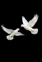 Two white doves in flight against a stark black backdrop, framed by white space, graphic, nature