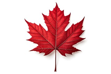 Vibrant red maple leaf isolated on white background, symbolizing Canada and the autumn season. Detailed veins and serrated edges highlight natural beauty