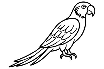 Macaw Line Drawing