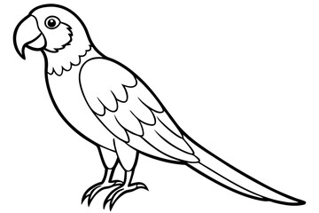 Macaw Line Drawing