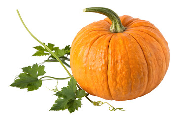 Single Orange Pumpkin with Stem Isolated on Plain Background.