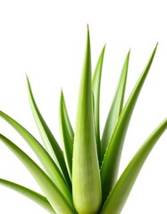 A lush, vibrant aloe vera plant isolated against a pure white backdrop, image, cosmetics