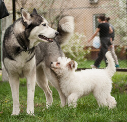 siberian husky puppies © 0990930308