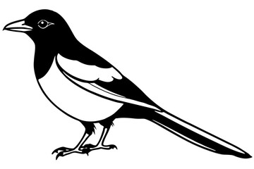 Magpie Outline Illustration