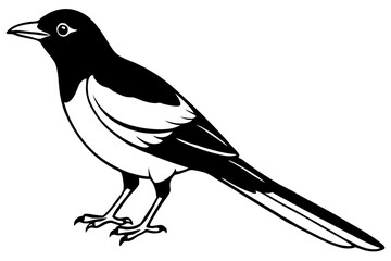 Obraz premium Magpie Outline Illustration