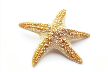 Starfish on White Background