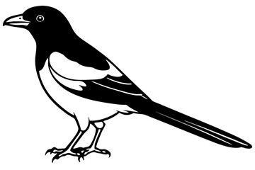 Magpie Outline Illustration