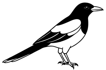 Magpie Outline Illustration