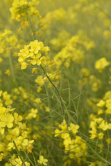 Mustard flower field is full blooming, yellow mustard field landscape industry of agriculture, mustard flowers closeup photo, Oil seed crop cultivation in Pakistan, Full Blooming Yellow Mustard Flower