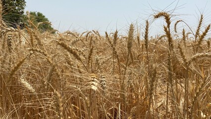 Golden Wheat Fields at Sunset &ndash; Rural Landscape in Pakistan