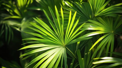 Vibrant Palmetto Plant: Lush Green Leaves in Nature's Embrace