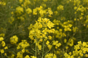Mustard flower field is full blooming, yellow mustard field landscape industry of agriculture, mustard flowers closeup photo, Oil seed crop cultivation in Pakistan, Full Blooming Yellow Mustard Flower