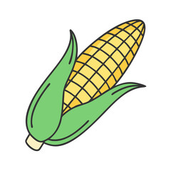 Isolated corn on the cob illustration vector drawing of sweetcorn maize agriculture and harvest