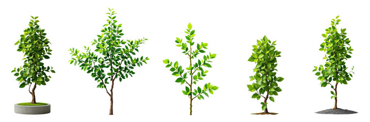 Collection of Five Different Green Trees and Shrubs in Various Shapes and Sizes, Natural Garden and Landscape Plants Isolated on Transparent and White Background