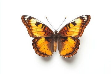 Obraz premium A Striking Orange Butterfly