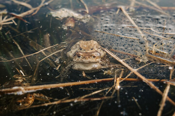 Toad eggs in pond water – amphibian life cycle, spring wildlife, and hidden nature observation