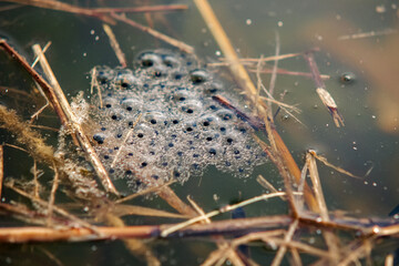 Toad eggs in pond water – amphibian life cycle, spring wildlife, and hidden nature observation