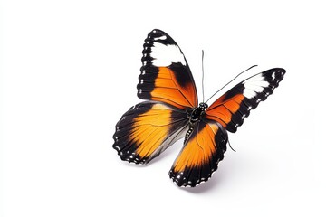 Isolated butterfly, vibrant orange and white wings