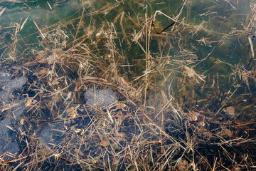 Toad eggs in pond water – amphibian life cycle, spring wildlife, and hidden nature observation