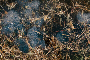 Toad eggs in pond water – amphibian life cycle, spring wildlife, and hidden nature observation