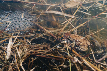 Toad eggs in pond water – amphibian life cycle, spring wildlife, and hidden nature observation