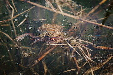 Mating toads in wild Polish pond – amphibian reproduction, spring rituals, and native European wildlife