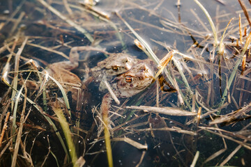 European frog mating in natural pond – amphibian reproduction, spring behavior, and wetland wildlife