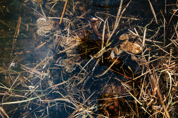 Toads mating in pond – amphibian reproduction, European wildlife, and seasonal nature cycle