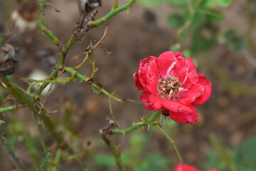 Beautiful red rose flower closeup in garden, A very beautiful red rose flower bloomed on the rose tree, Rose flower closeup, bloom flowers, Natural spring flower, Natural floral background,